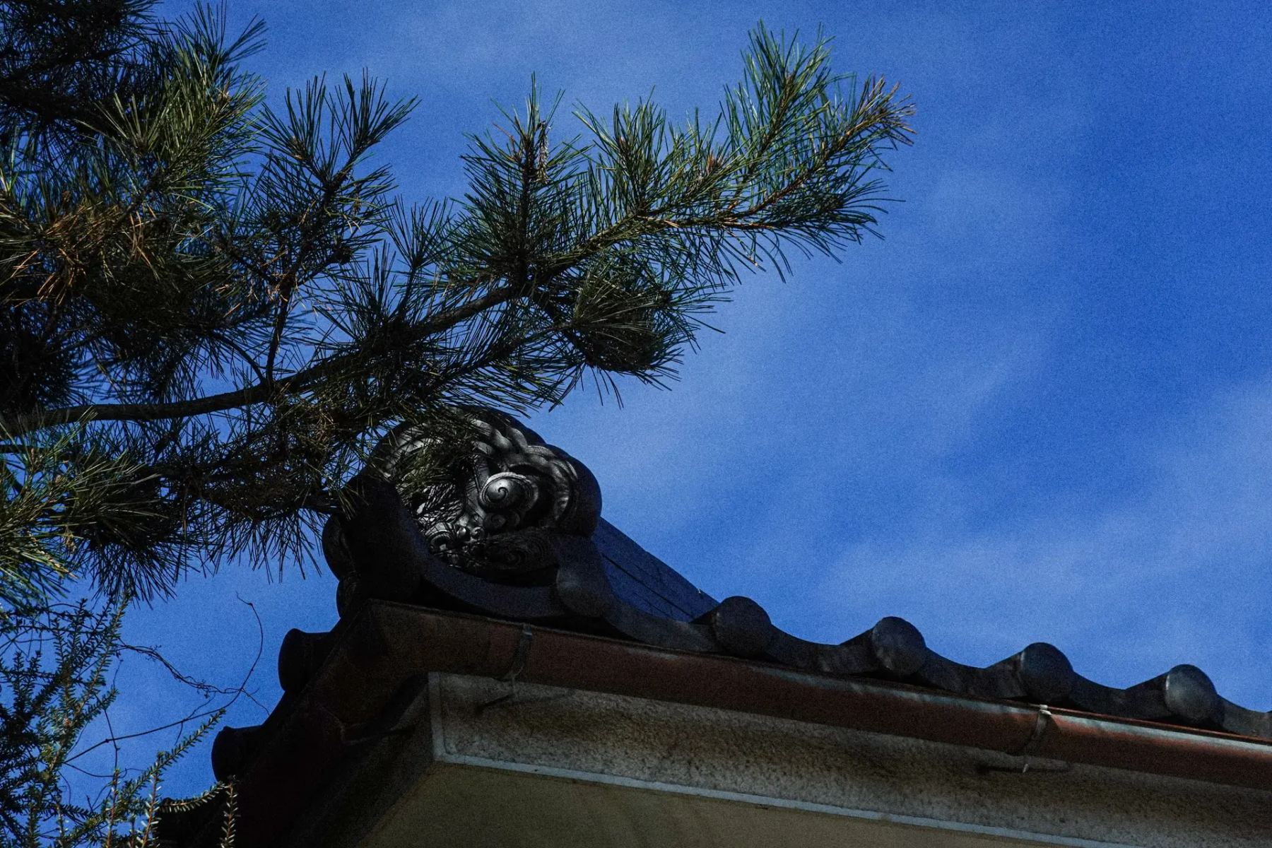 松の枝越しに鬼瓦と青空